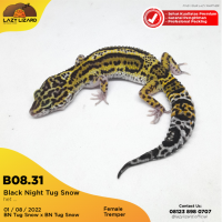 Black Night Leopard Gecko, Cetak Solid B08.31